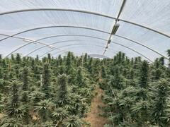 Another illegal marijuana farm raided in the high desert.